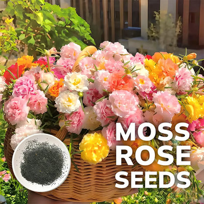 Moss Rose Perennial Flower Seeds 🌿 With Plant Growth Supplement | BUY 1 GET 1 FREE