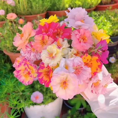 Moss Rose Perennial Flower Seeds 🌿 With Plant Growth Supplement | BUY 1 GET 1 FREE